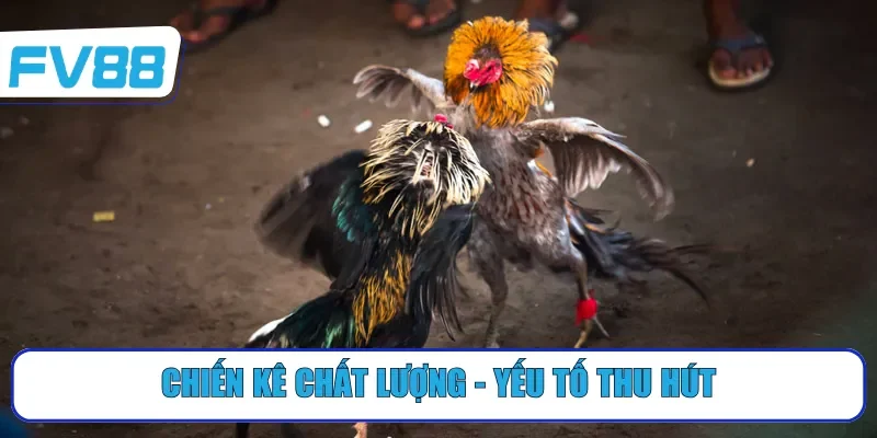 Chiến kê chất lượng - Yếu tố thu hút
