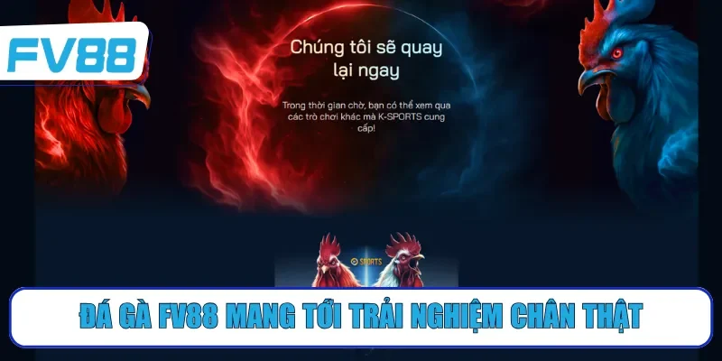 Đá gà FV88 mang tới trải nghiệm chân thật