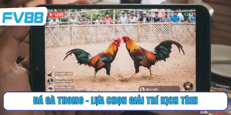 Đá gà Thomo - Lựa chọn giải trí kịch tính