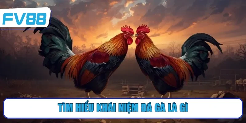 Tìm hiểu khái niệm đá gà là gì